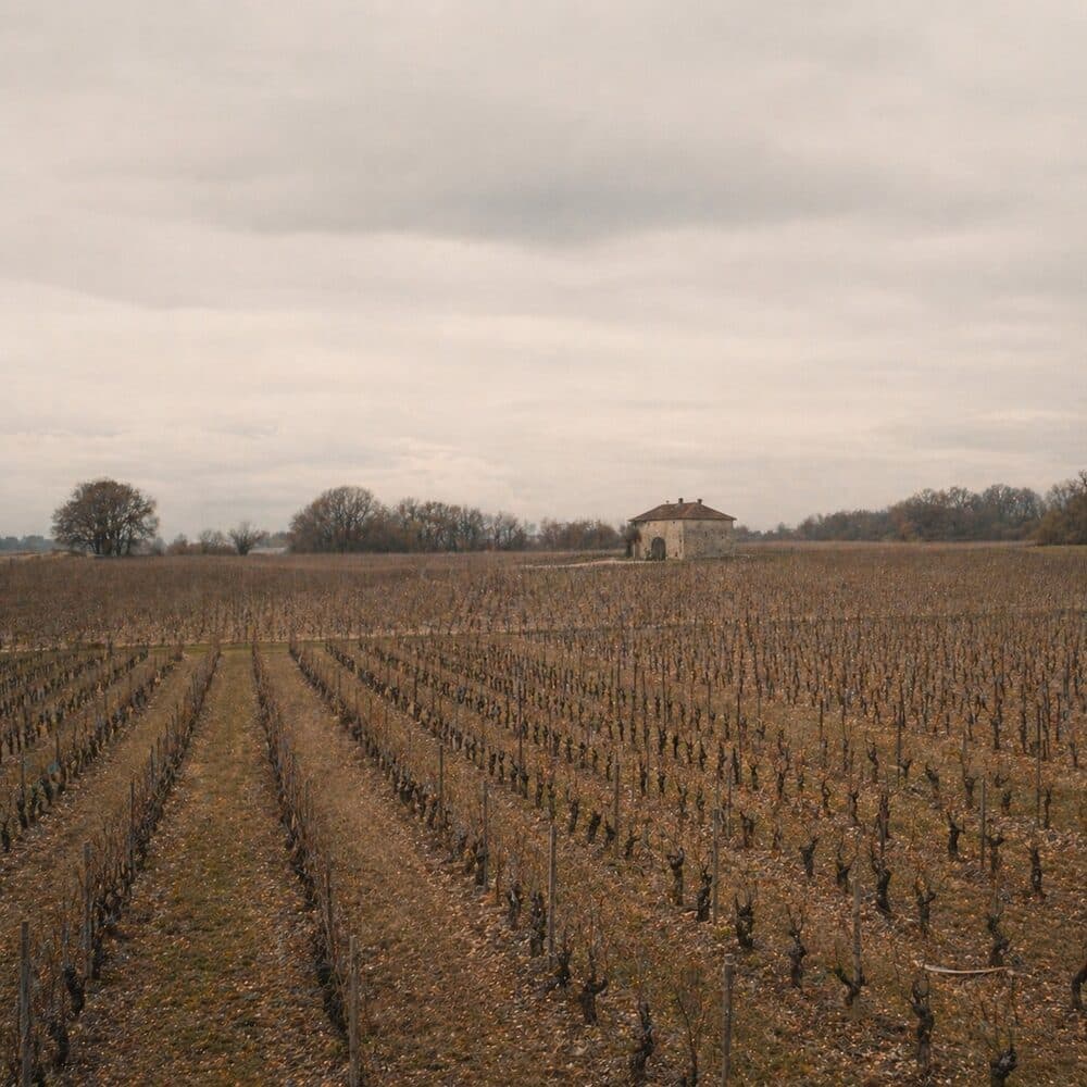 Vineyards in Genève, Switzerland