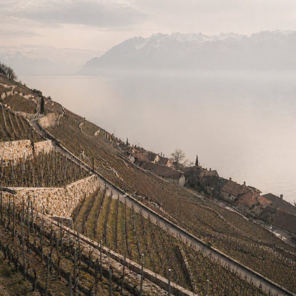Vineyards in Vaud, Switzerland