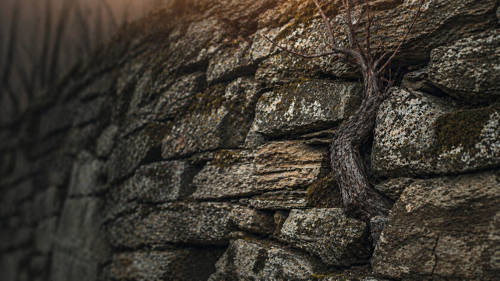 Ancient dry-stone wall in a Swiss alpine vineyard, with bare grapevine emerging from the stones